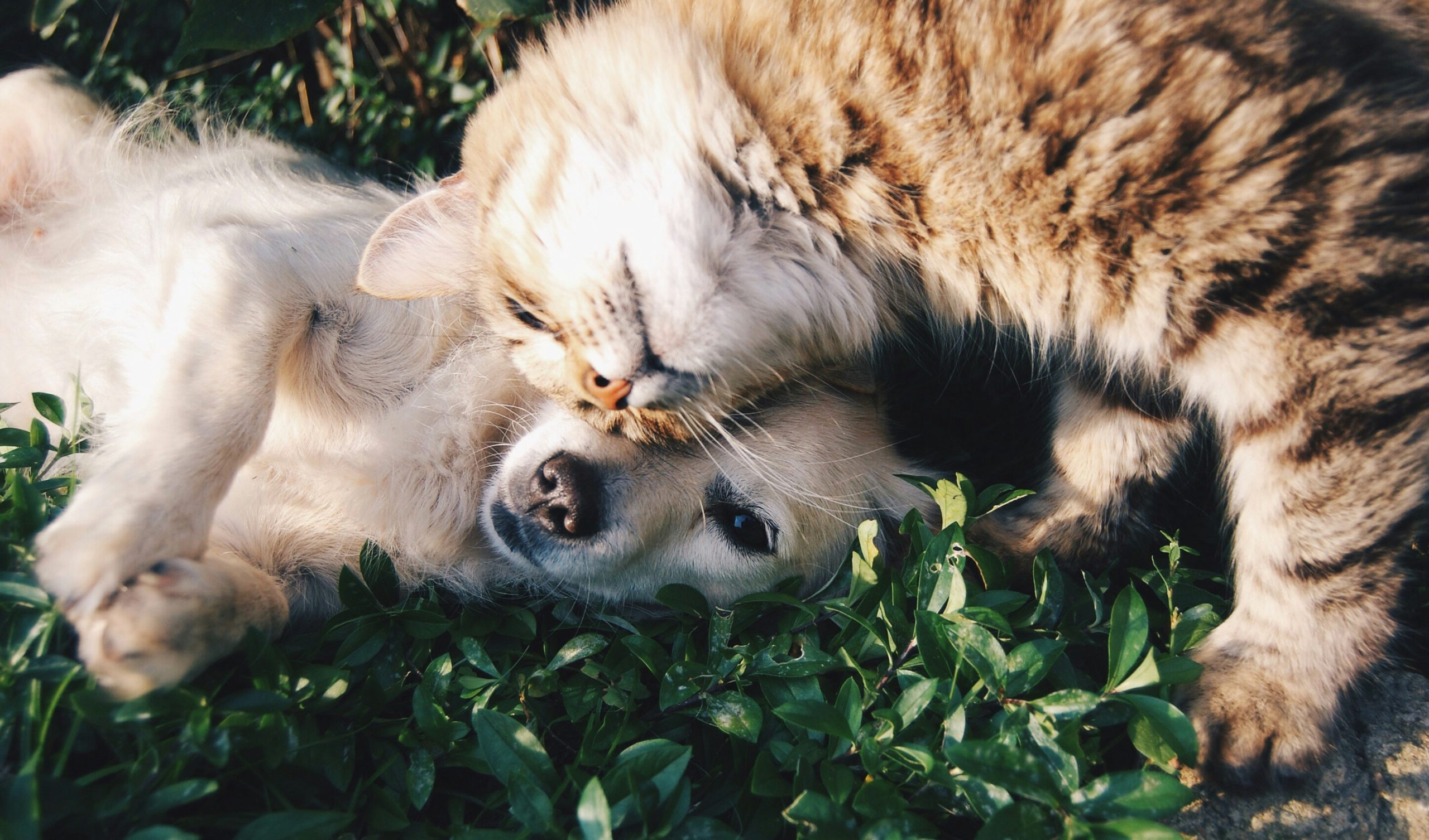 Pet training?>
