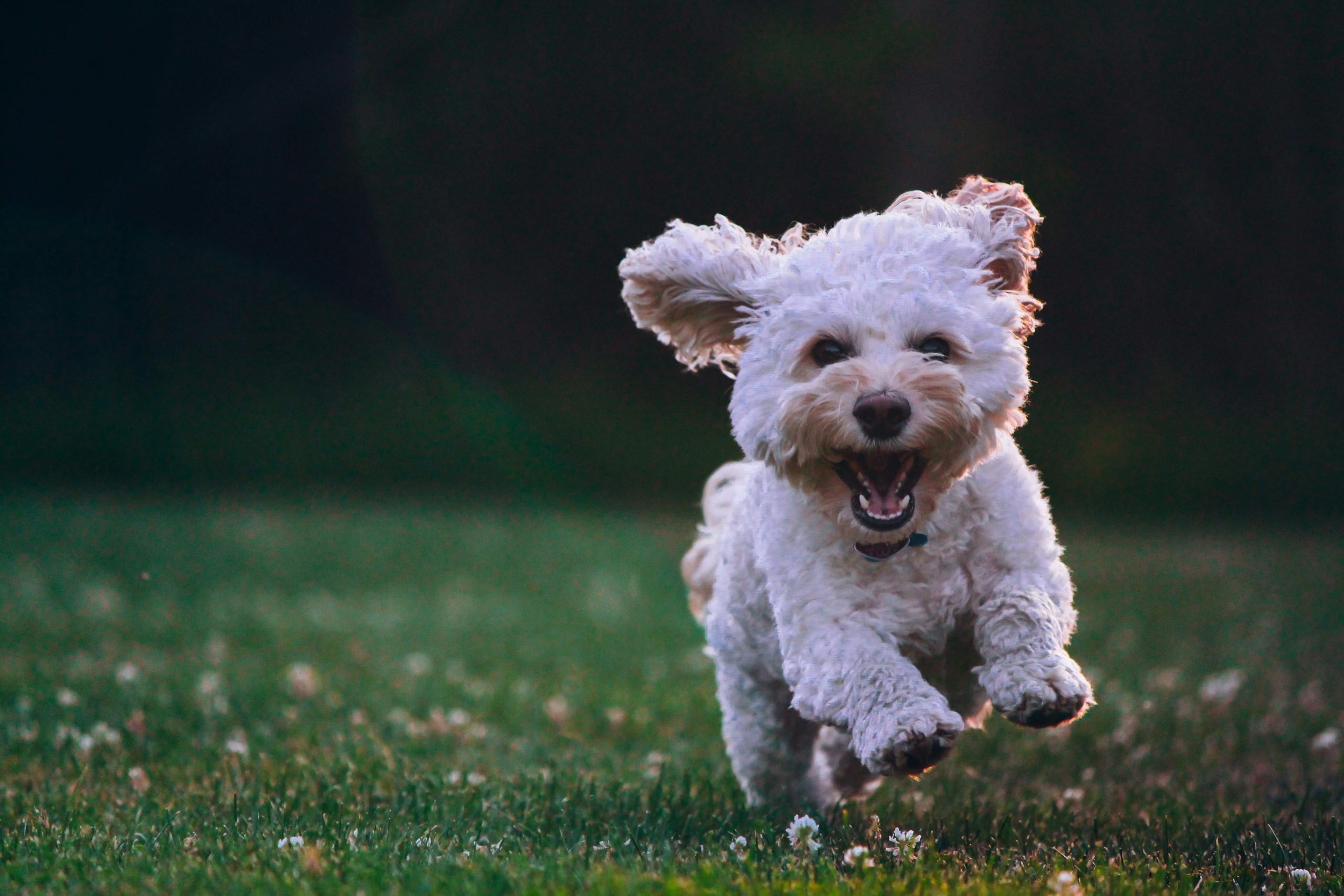 Healthy pet care?>